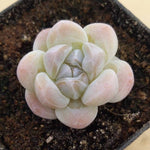 PRESALE Echeveria Ice Green, (Random)