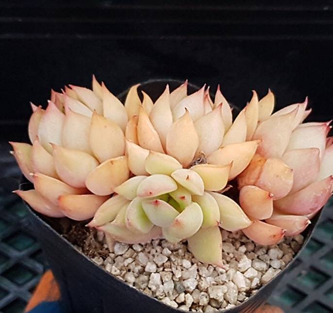 PRESALE Echeveria Lorena, (Not so Random)