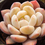 SPECIAL! JUST CART!!  Echeveria Monroe Hybrid, (Not so Random)