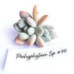 Pachyphytum Sp. #20