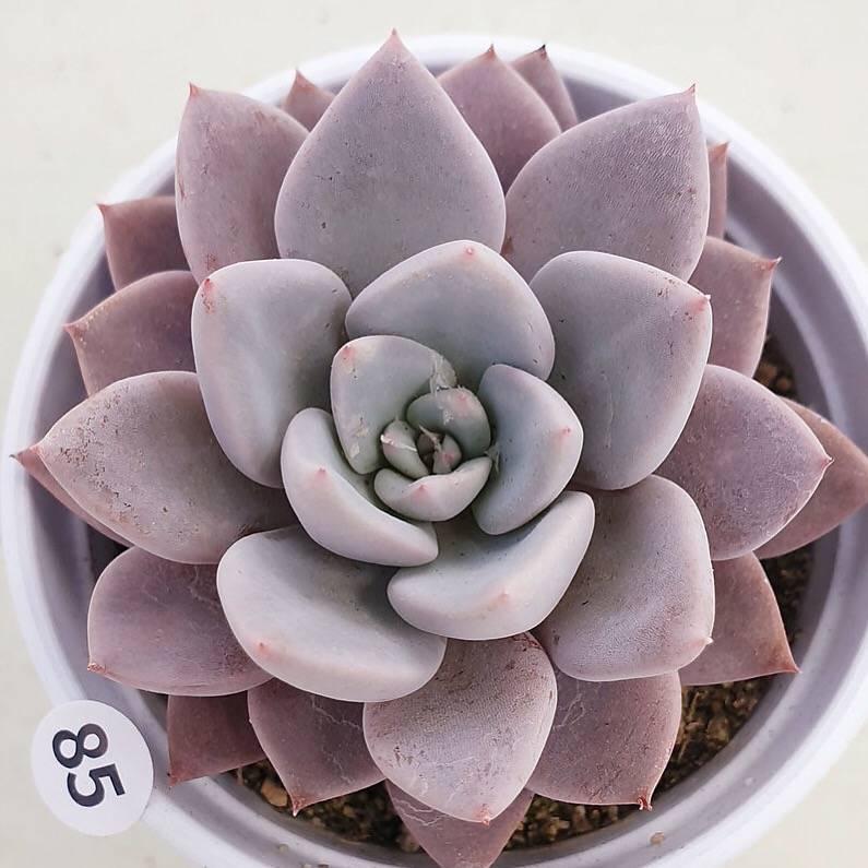 PRESALE Echeveria Lulu, Cluster (Random)