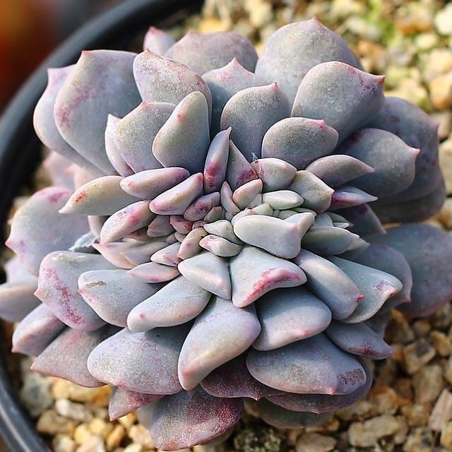 SPECIAL!! JUST CART!! PRESALE Echeveria Pulvinata Cristata ***Last one for tonight :(