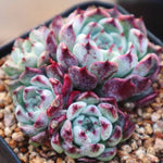 Echeveria Sarahime, Cluster, (Not so Random)