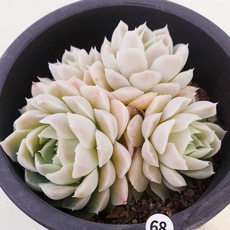 PRESALE Echeveria Hughmillus Cluster, (Random)