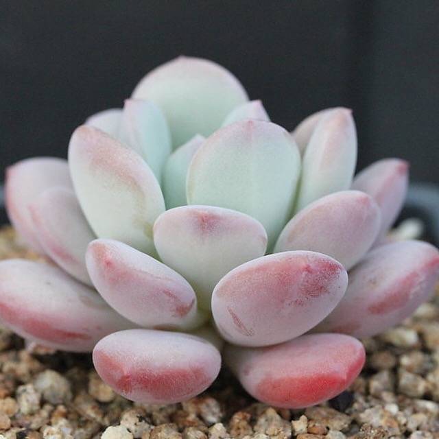 FLASH SALE! PRESALE Echeveria Ice Cream, (Random)