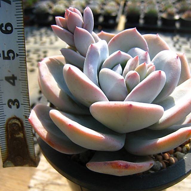 PRESALE Echeveria Cream Tea, (Random)