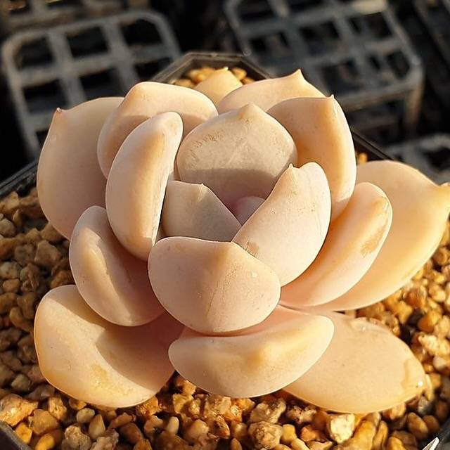 MOTHER'S DAY WEEKEND FLASH SALE! PRESALE Echeveria Tiramisu, (Random)