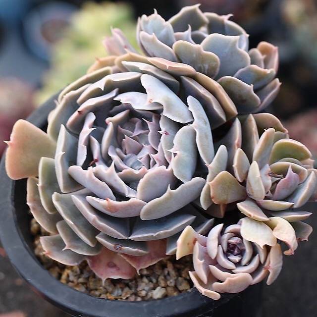 PRESALE Echeveria Shaviana, (Unknown Type)