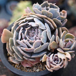 PRESALE Echeveria Shaviana, (Unknown Type)