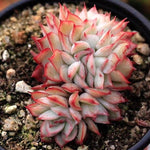 PRESALE Echeveria Esther, Cristata