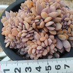 4th OF JULY FLASH SALE- DEAL #10 PRESALE Graptoveria Debbie, Cristata