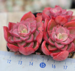 PRESALE Echeveria Noble, Cluster, (Random)