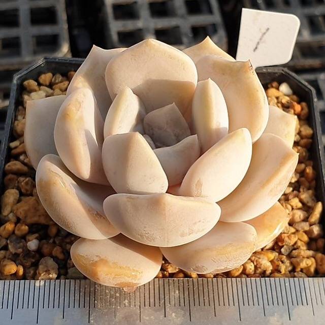 MOTHER'S DAY WEEKEND FLASH SALE! PRESALE Echeveria Tiramisu, (Random)