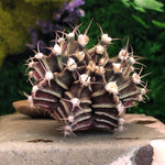 Gymnocalycium Friedrichii