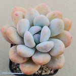 Pachyphytum Frevel, (Random)