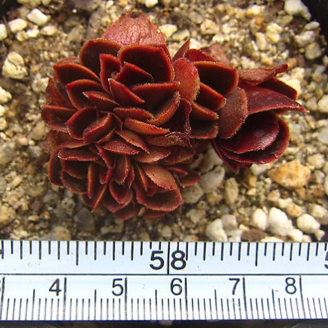 PRESALE Echeveria Ghidoric Iron, Mini Crests, (Random)