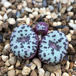 Conophytum Obcordellum