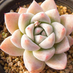 PRESALE Echeveria Sp., (Not so Random)