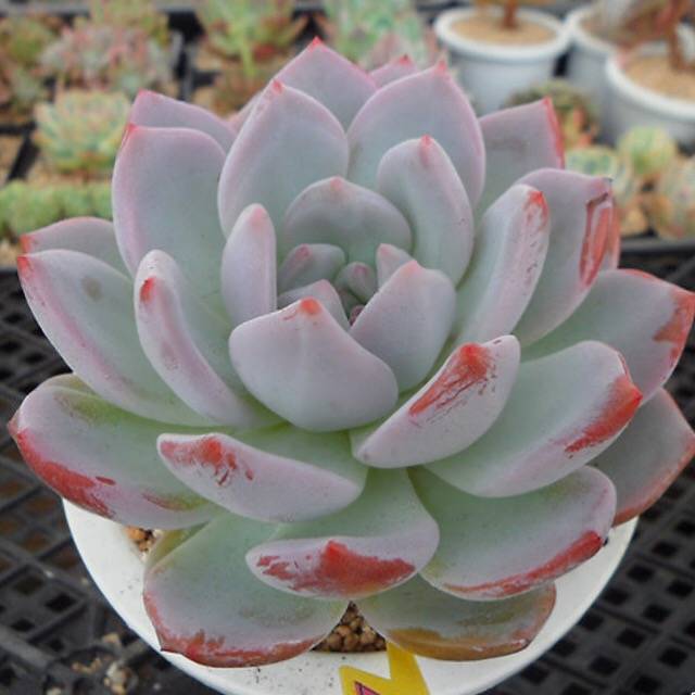 PRESALE Echeveria Hosikage, (Random)