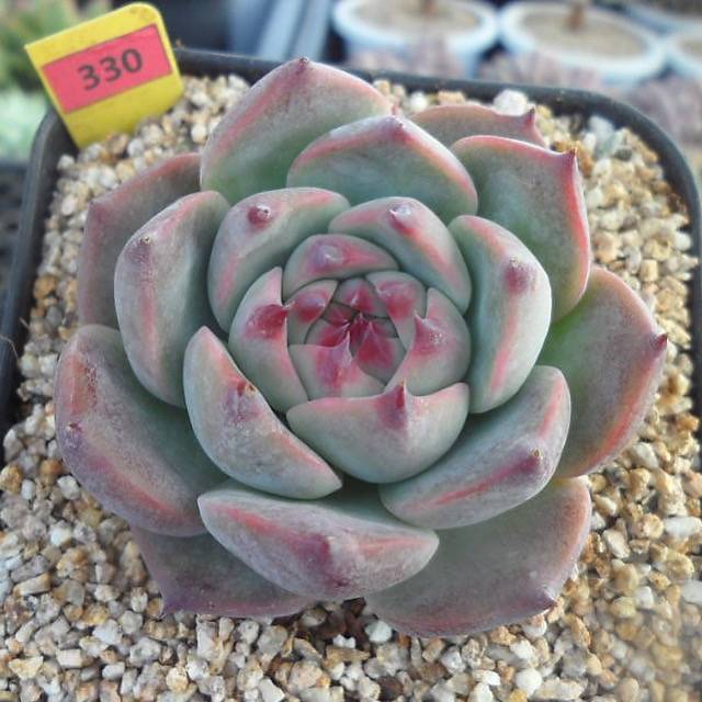 Echeveria Momotarou