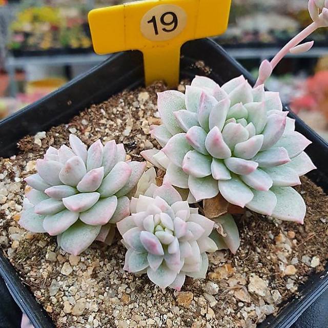 echeveria prolifica variegata Echeveria Prolifica, Variegata