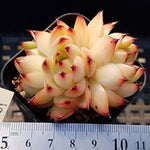 PRESALE Echeveria Sp., Triple, (Not So Random)