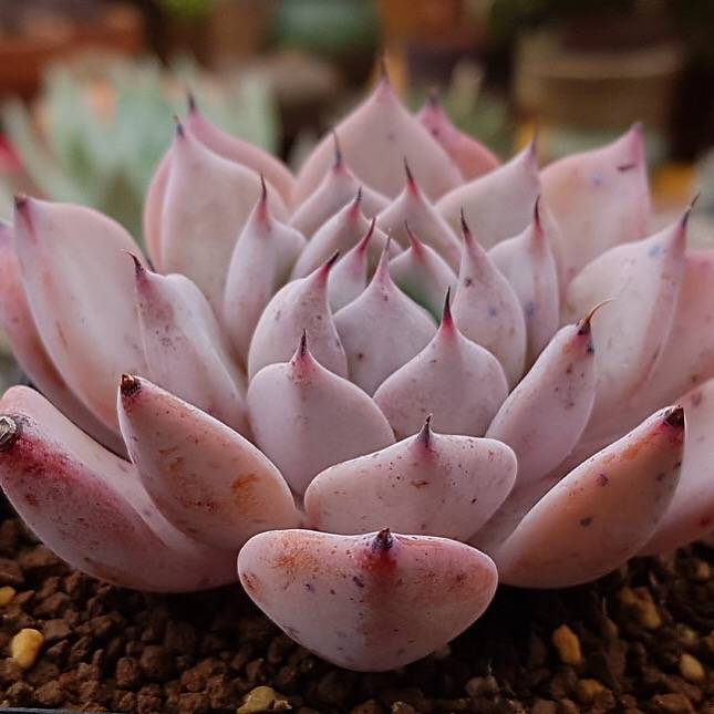 PRESALE Echeveria Largea, (Random)