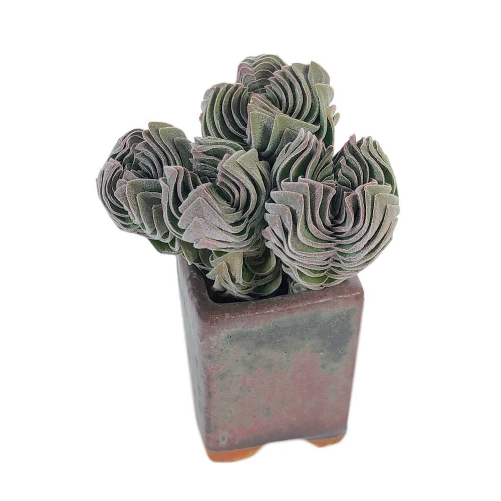 Crassula Buddha Temple, Cluster