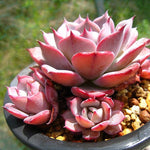 PRESALE Echeveria Laulensis, (Random)