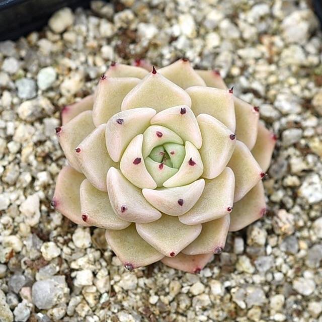 hwaga succulent Hwaga Original Hybrid- PRESALE Echeveria Lento