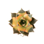 The GOOD, The BAD and The UGLY SALE! PLEASE READ BEFORE CARTING! Echeveria Ceontueolim, Variegata