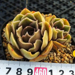 PRESALE Echeveria Keys, (Not So Random)