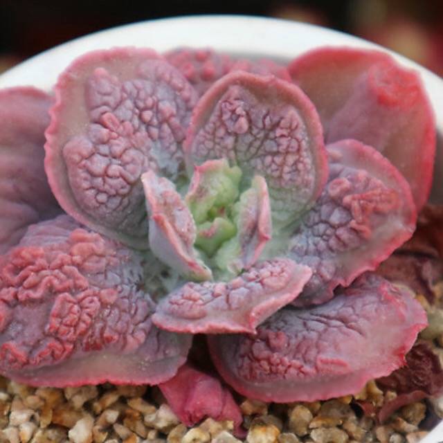 PRESALE Echeveria Linguaas, (Random)