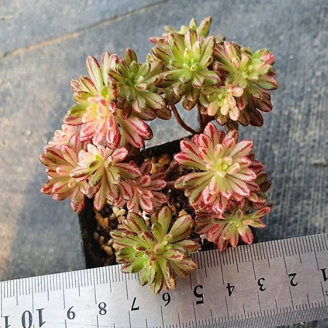 Aeonium Sedifolius, Variegata