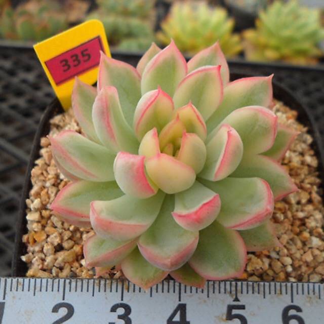 PRESALE Echeveria Mebina, Variegata, (Random)