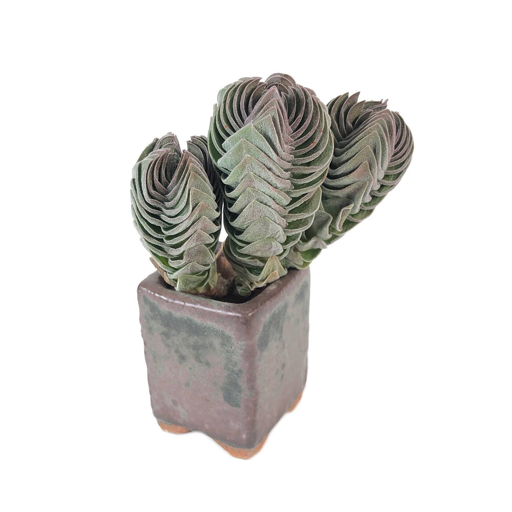 Crassula Buddha Temple, Cluster
