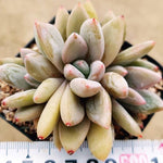 PRESALE Echeveria Tolimanesis Sp., (Not So Random)