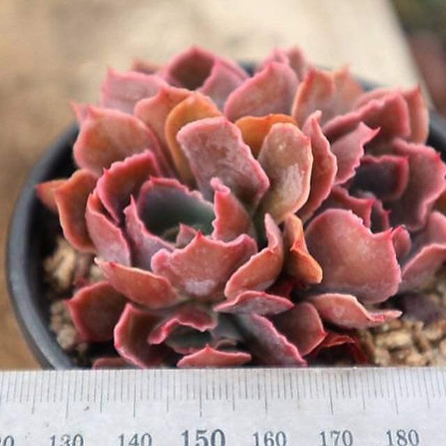 (RESERVED), Echeveria Shaviana del Madre