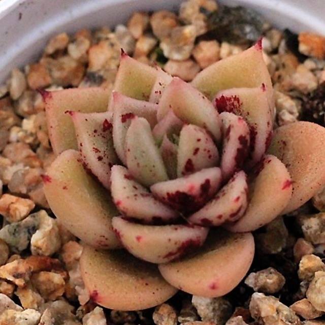 PRESALE Echeveria Super Lina