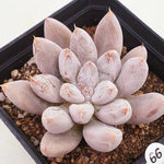 PRESALE Echeveria Tolimanensis, (Random)