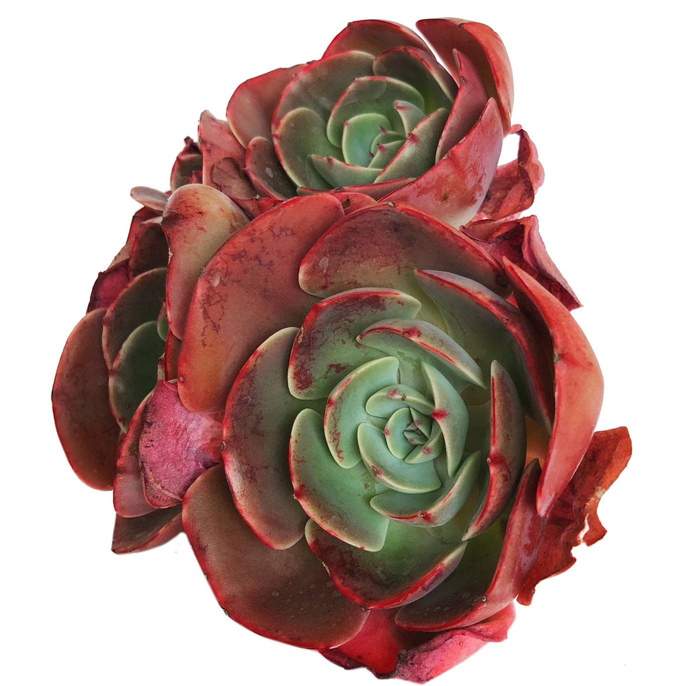 (RESERVED), Echeveria Muesli