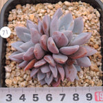 PRESALE Echeveria Lulu, Cluster, (Random)