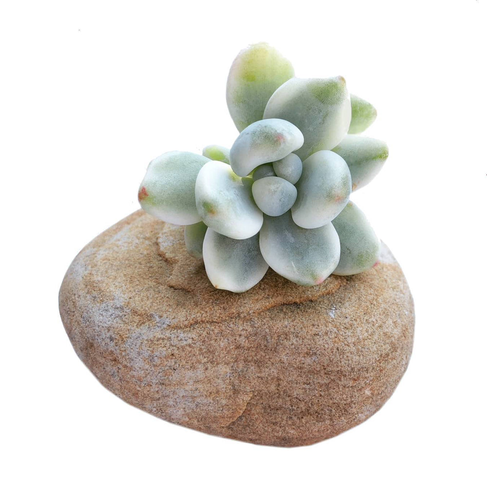 The GOOD, The BAD and The UGLY SALE! Sedum Clavatum, Variegata (Pupping)