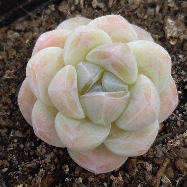 PRESALE Echeveria Ice Green, (Random)