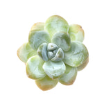 Sale! Echeveria Ice Green