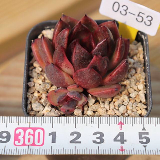 PRESALE Echeveria Black Queen Hybrid (Maleficent-esque)., (Not so Random)