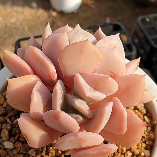 MOTHER'S DAY WEEKEND FLASH SALE! PRESALE Echeveria Exotic, (Random)