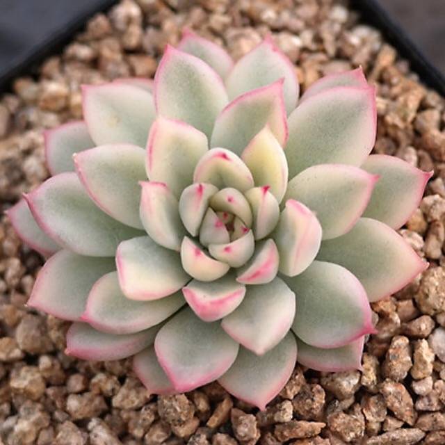 BLACK FRIDAY SNEAK, Echeveria Mebina, Variegata, (Random)