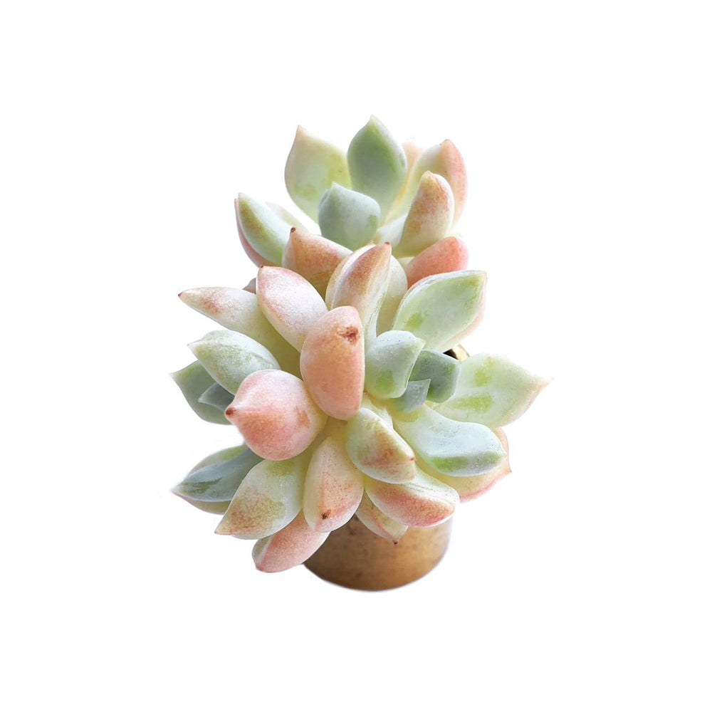 The GOOD, The BAD and The UGLY SALE! Graptoveria A GrimmOne