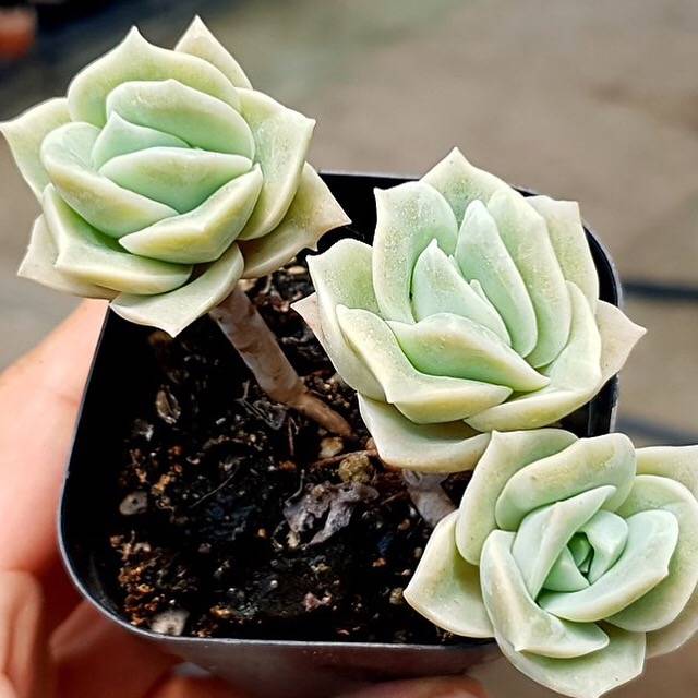 SPECIAL! JUST CART!! PRESALE Echeveria Lovely Rose, Triple, (Not So Random)